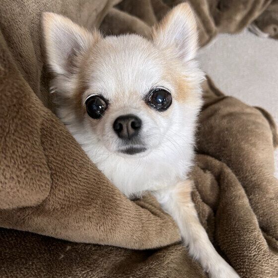 目をウルウルさせるチワワ