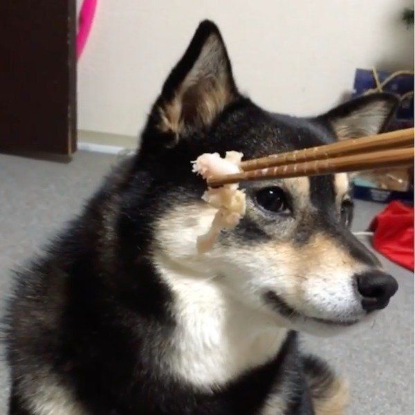 大好物を前に意外な行動をする柴犬