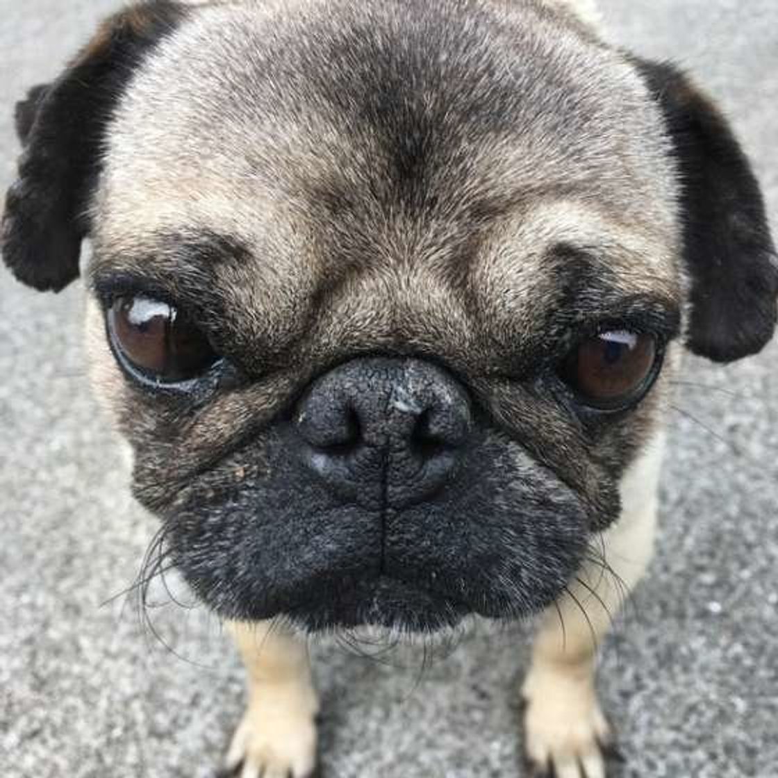 タバコの副流煙が犬に与える影響とは いぬのきもちweb Magazine タバコの副流煙が犬に与える影響とは いぬのきもちweb Magazine