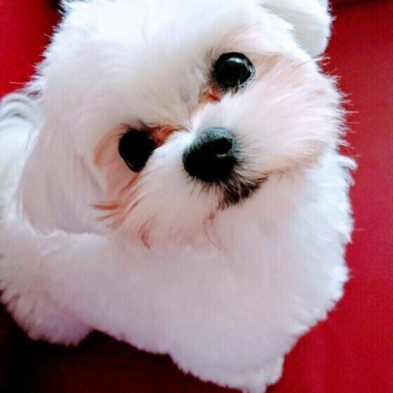マルチーズのシュシュしゃんの首かしげ