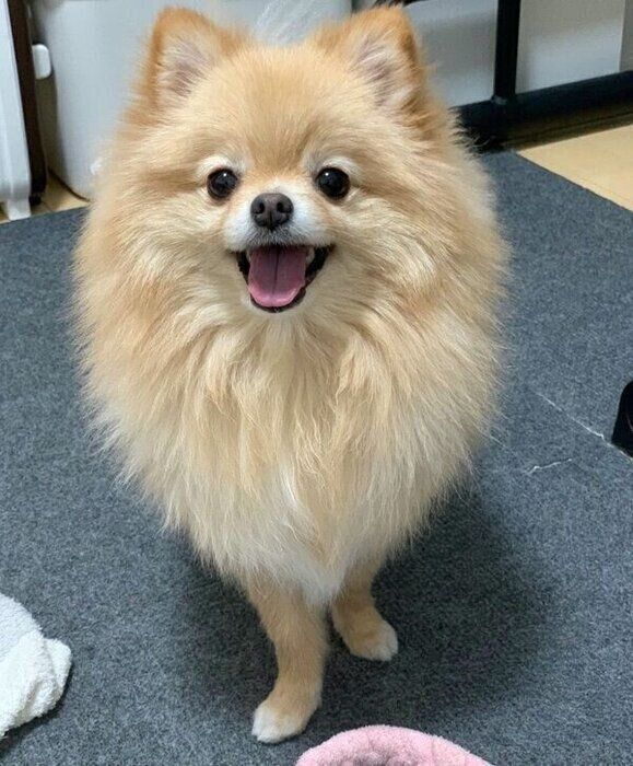 笑顔のポメくん