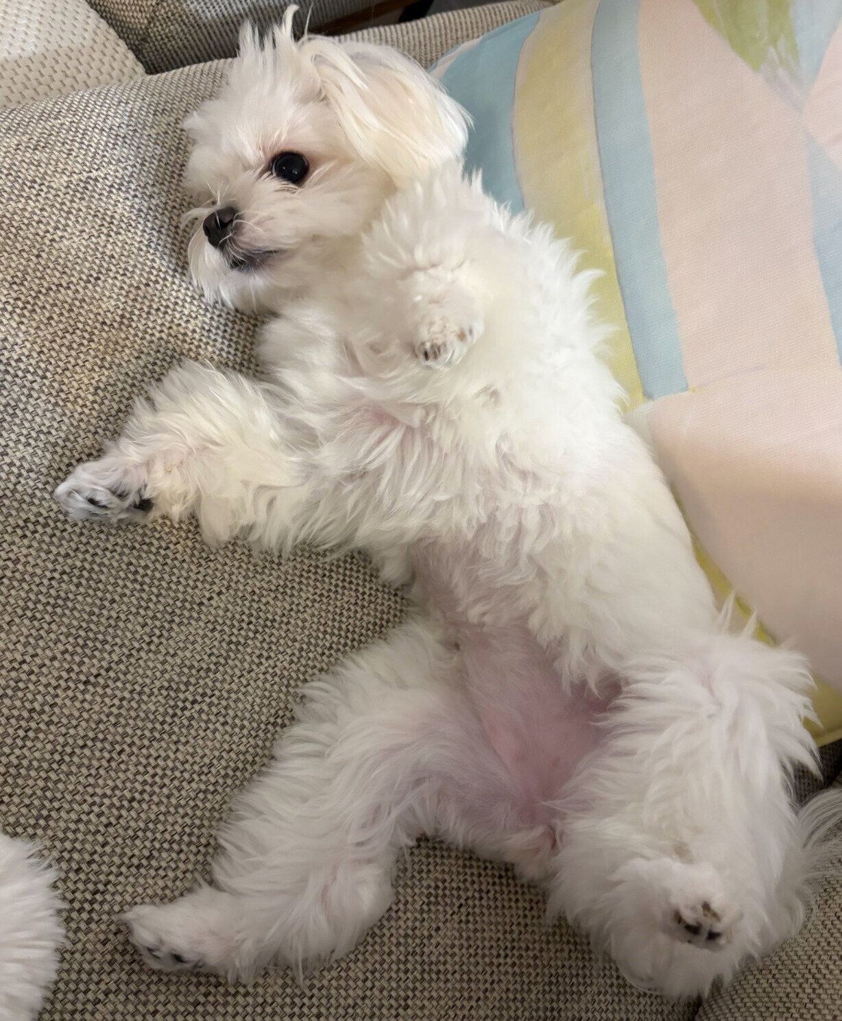 寝転がるみみちゃん