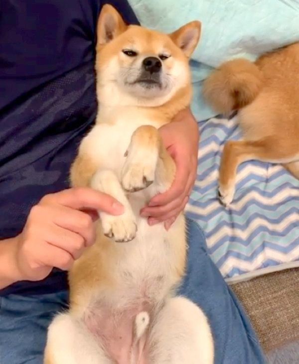 マッサージ中に手を伸ばす柴犬