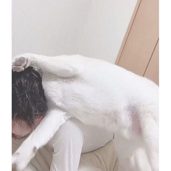 飼い主さんにスリスリする、もち吉くん