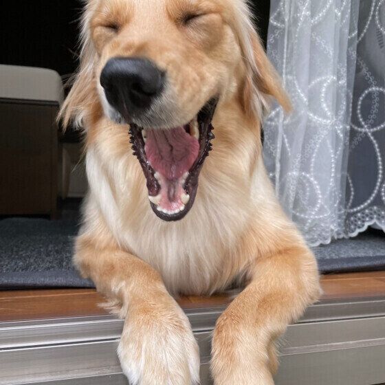 ゴールデン・レトリーバーのもなかちゃん