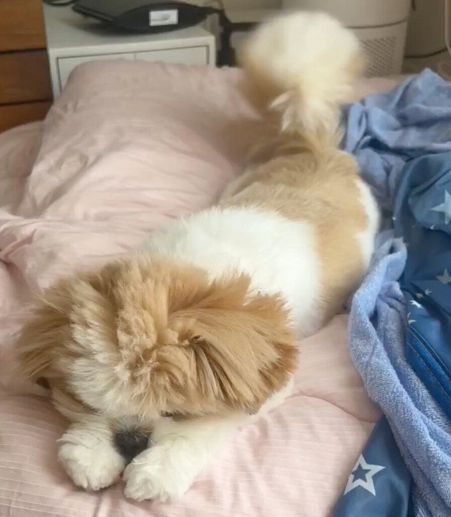 寝ているのにしっぽを振る琥珀くん