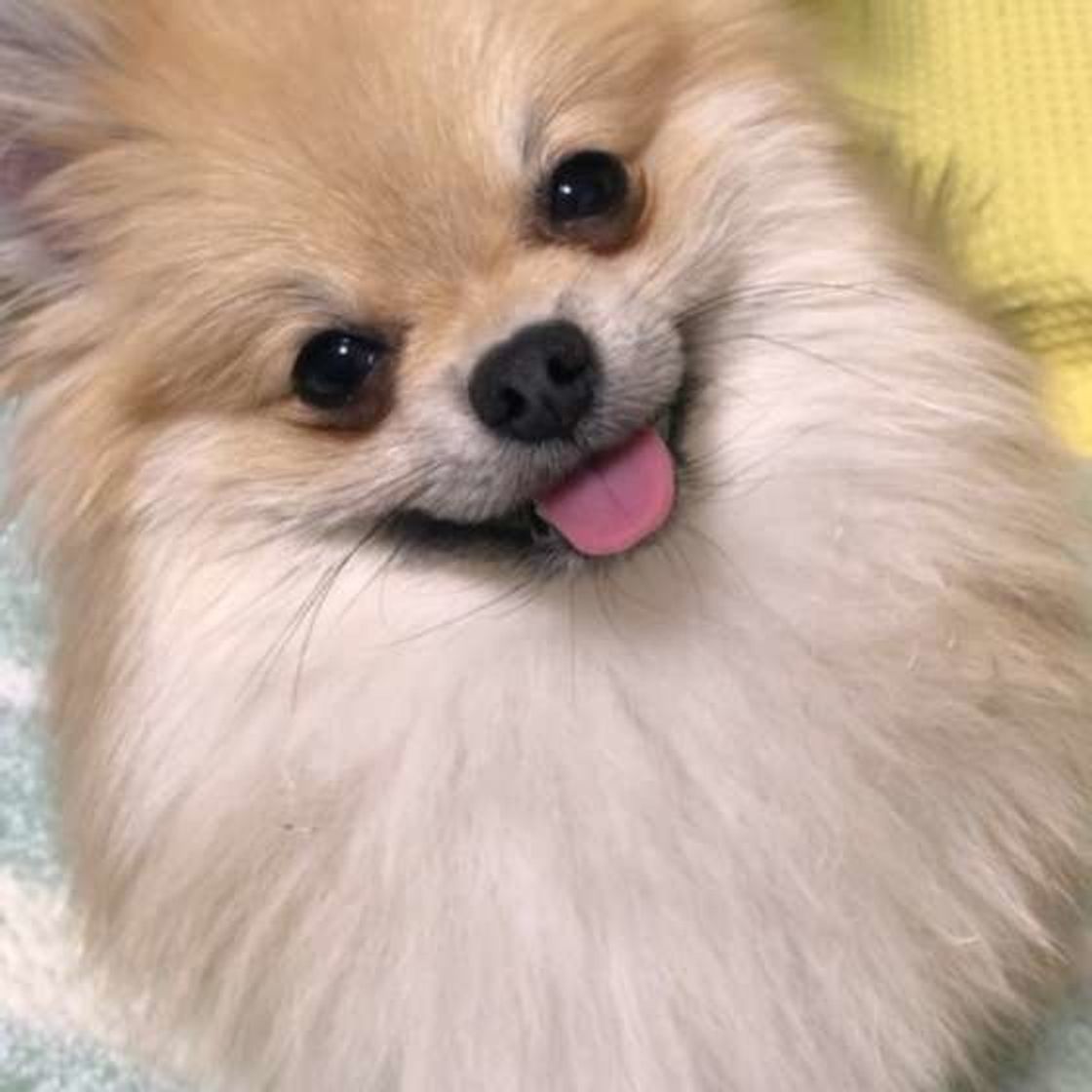 愛犬の体に悪影響かも そのお手入れ やりすぎ です いぬのきもちweb Magazine 愛犬の体に悪影響かも そのお手入れ やりすぎ です いぬのきもちweb Magazine