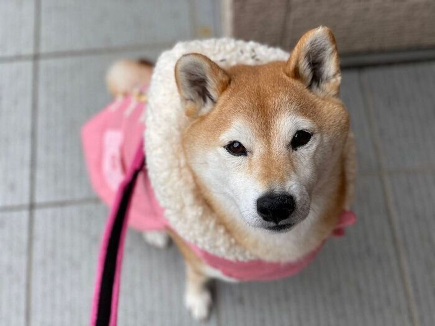 寒いのが苦手な柴犬マロたん 散歩しても早く帰りたがりおうちでぬくぬくの日 いぬのきもちweb Magazine 寒いのが苦手な柴犬マロたん 散歩しても早く帰りたがりおうちでぬくぬくの日 いぬのきもちweb Magazine