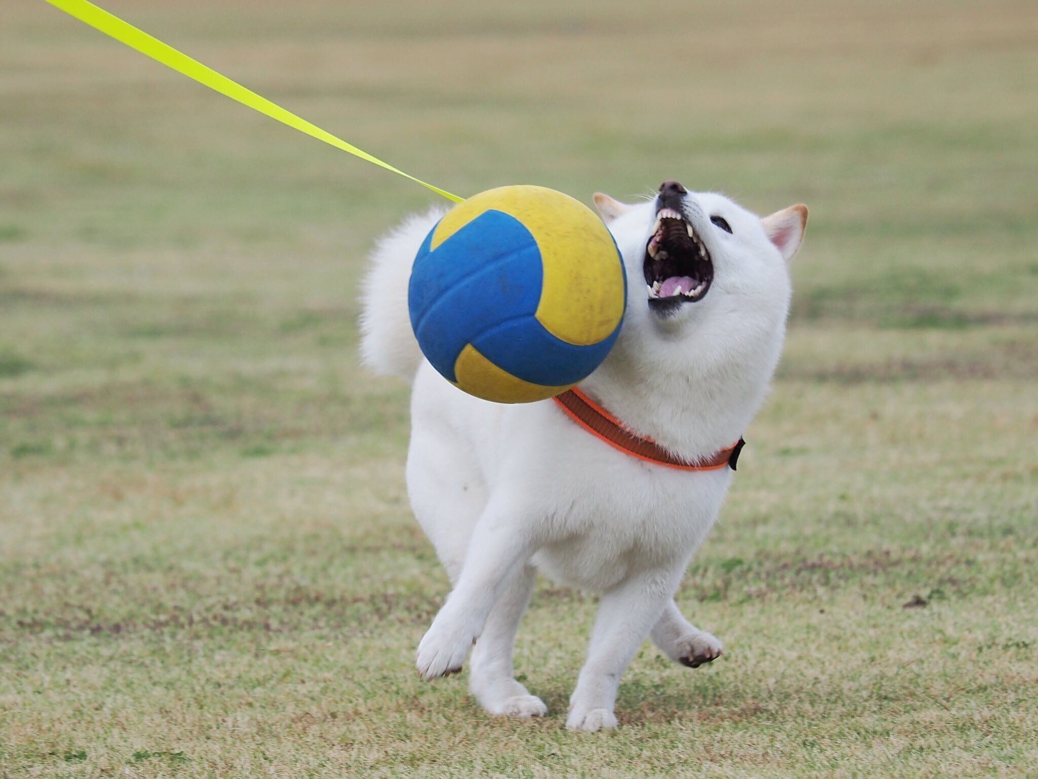 ボールにぶつかるラッちゃん