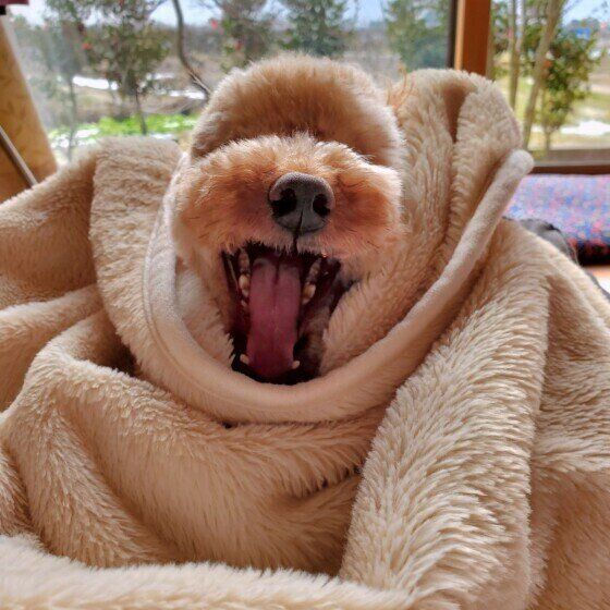 トイ・プードルの凛くん