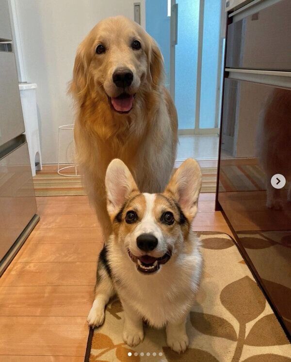 キッチンにいる飼い主さんを見守る、シャロンちゃんとモグくん