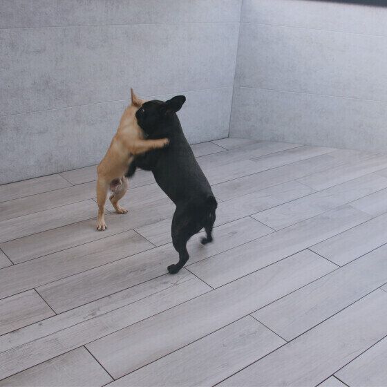 犬の遊び「ワンプロ」をさせる際の注意点 犬同士のケンカとの違いは？ いぬのきもち