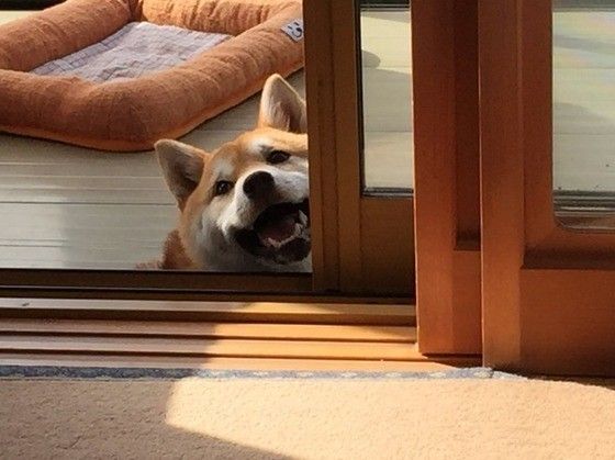 のんびりしている犬