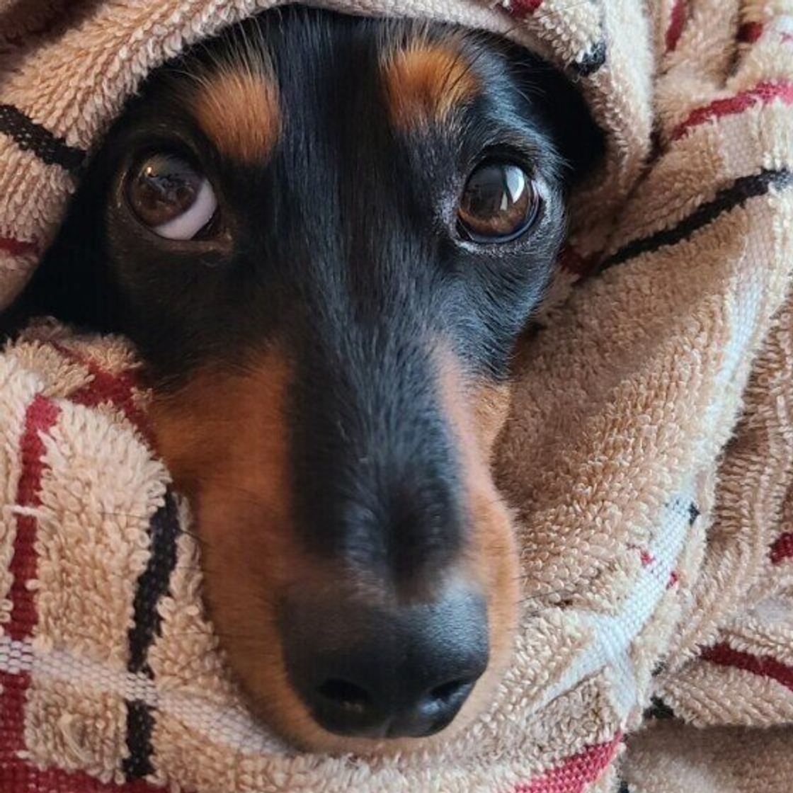 獣医師監修 犬の冬の寒さ対策を徹底解説 室内飼いから外飼いまで いぬのきもちweb Magazine 獣医師監修 犬の冬の寒さ対策を徹底解説 室内飼いから外飼いまで いぬのきもちweb Magazine