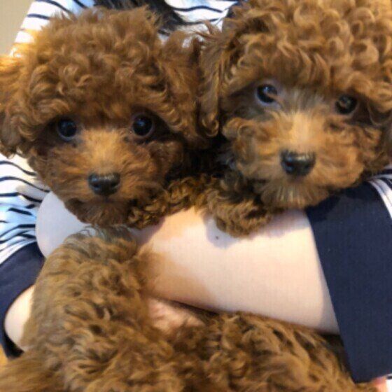 1日何回が適切？犬のおしっこの回数についてのQ&A