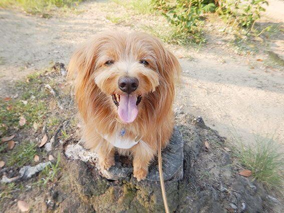 連載「こぐま犬てんすけ」