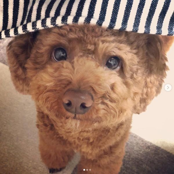 テレビの中の自分を見つめるトイ・プードル