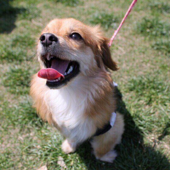 おやつをおねだりするはんなちゃん