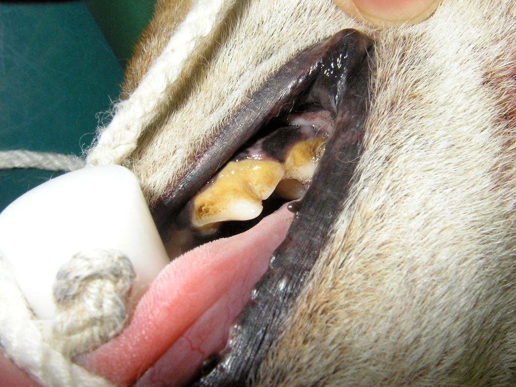 症例写真提供／ノヤ動物病院