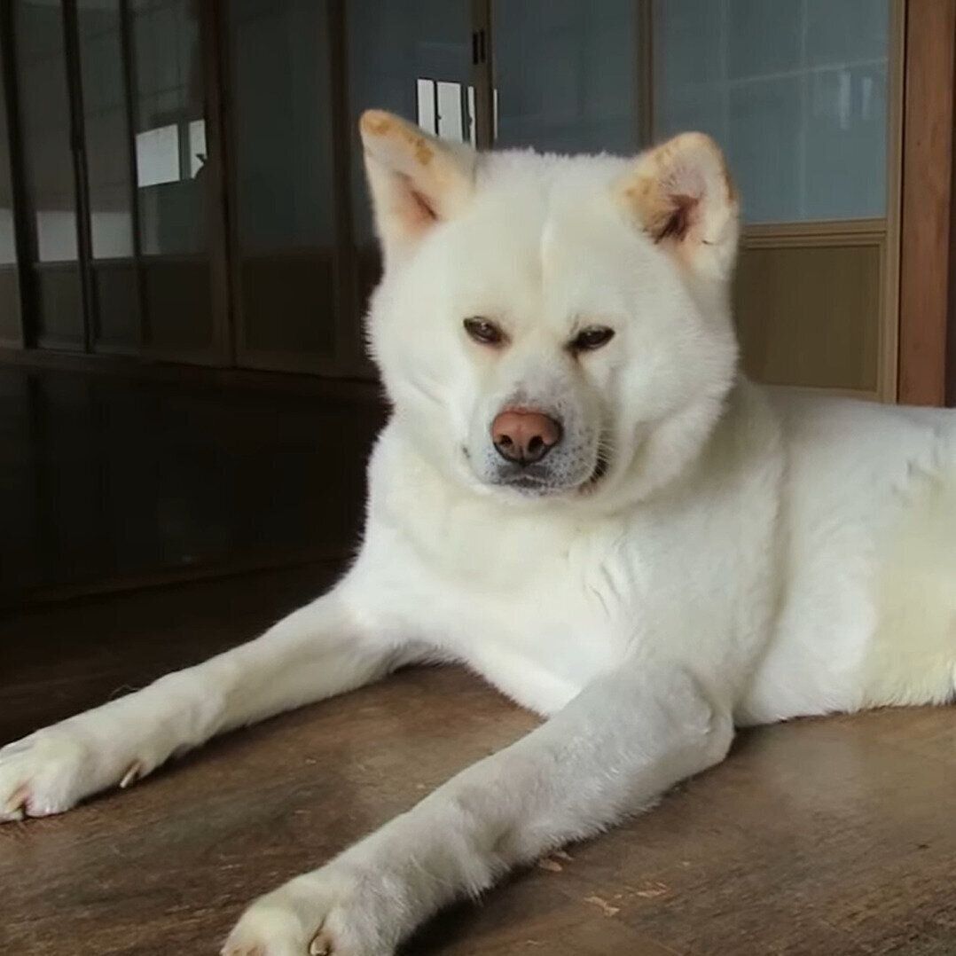 廊下で涼むゆうき君