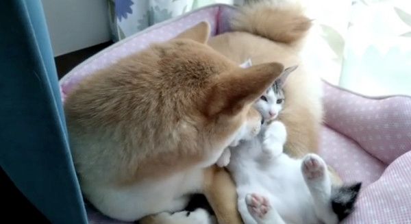 子猫のお世話をする柴犬