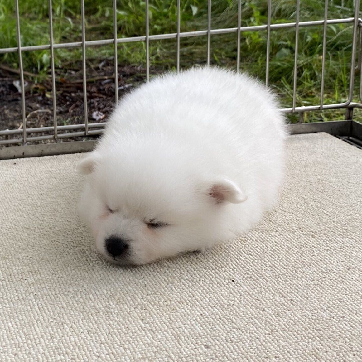 子犬時代の銀くん　丸くてふわふわでかわいすぎる