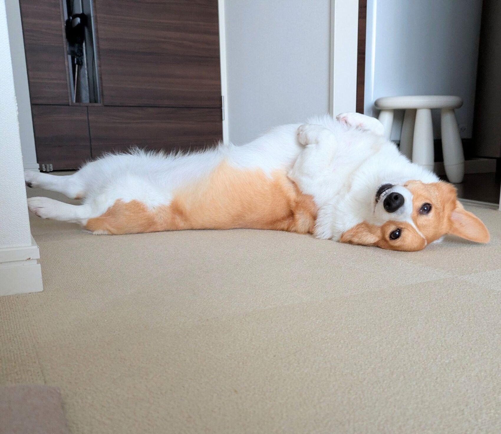 ヘソ天をするこまちちゃん