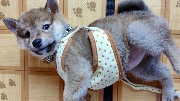 寝転がるオルカちゃん