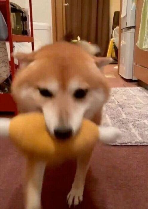 名前を呼ばれて戻ってくるクリ丸ちゃん