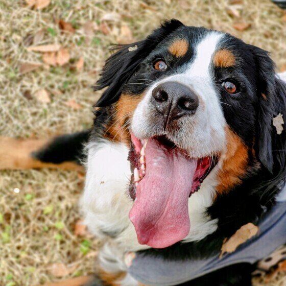 犬にみかんを食べさせる場合の注意点とは？ いぬのきもち