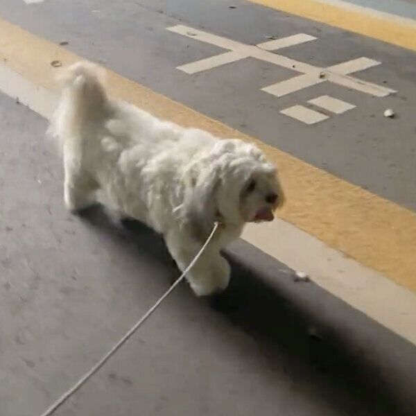 お散歩する犬が突然立ち止まって何を ダイナミックすぎる散歩拒否 に思わず爆笑 いぬのきもちweb Magazine