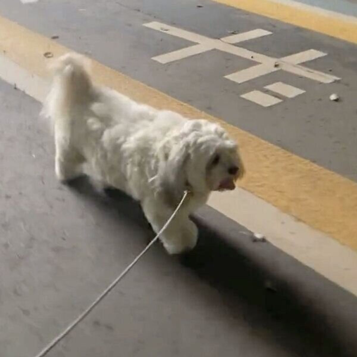 お散歩する犬が突然立ち止まって何を ダイナミックすぎる散歩拒否 に思わず爆笑 いぬのきもちweb Magazine お散歩する犬が突然立ち止まって何を ダイナミックすぎる散歩拒否 に思わず爆笑 いぬのきもちweb Magazine