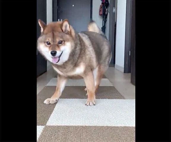 「花ダンス」をする花ちゃん