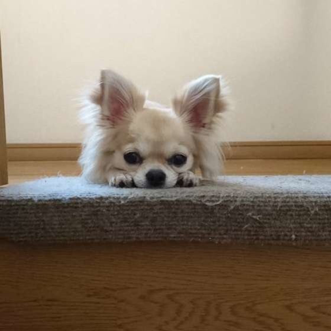 なぜ降りられないのに登る 階段の上からクーンと鳴く愛犬気持ちは いぬのきもちweb Magazine なぜ降りられないのに登る 階段の上からクーンと鳴く愛犬気持ちは いぬのきもちweb Magazine