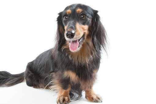 ミニチュア・ダックスフンド