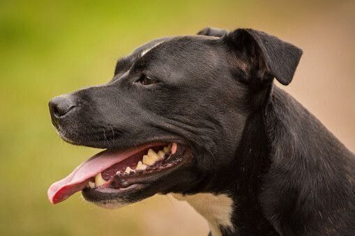 スタッフォードシャー・ブル・テリア