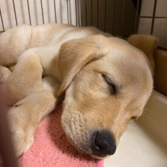 ラブラドール・レトリーバー