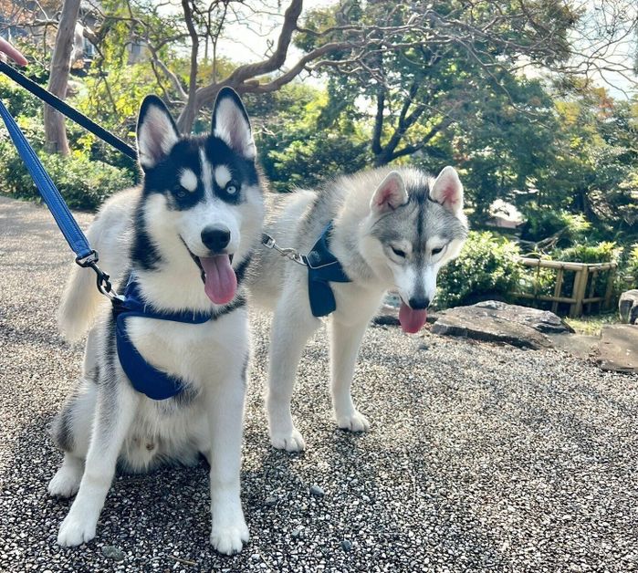 楽しそうに散歩するヒースくん、リュカくん