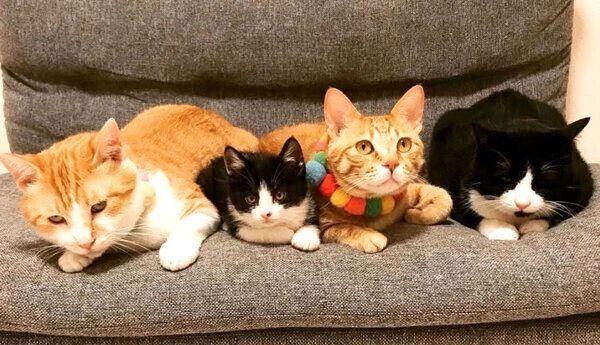 ソファでくつろぐうにくん、むぎくん、はちちゃん、むーくん