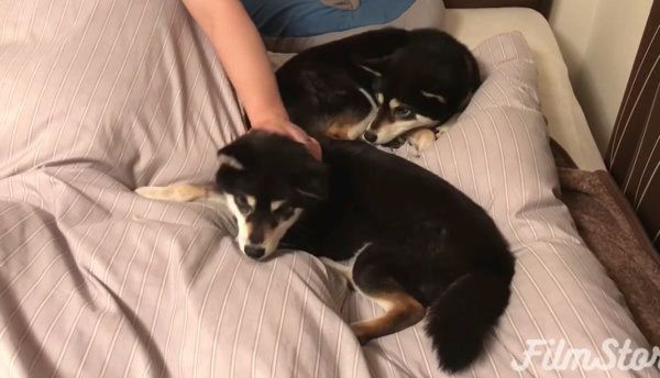 飼い主さんのベッドを占領する柴犬