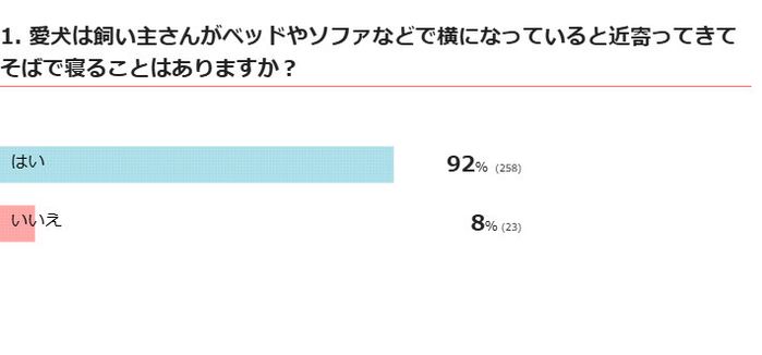 愛犬は添い寝する?