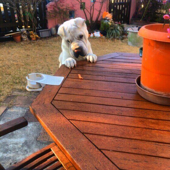 おやつを見つけたシャー・ペイ