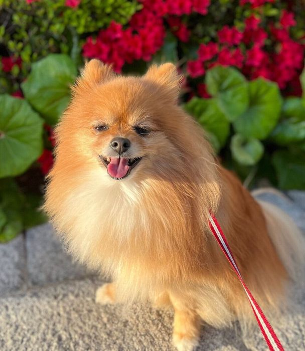 散歩するニコリちゃん