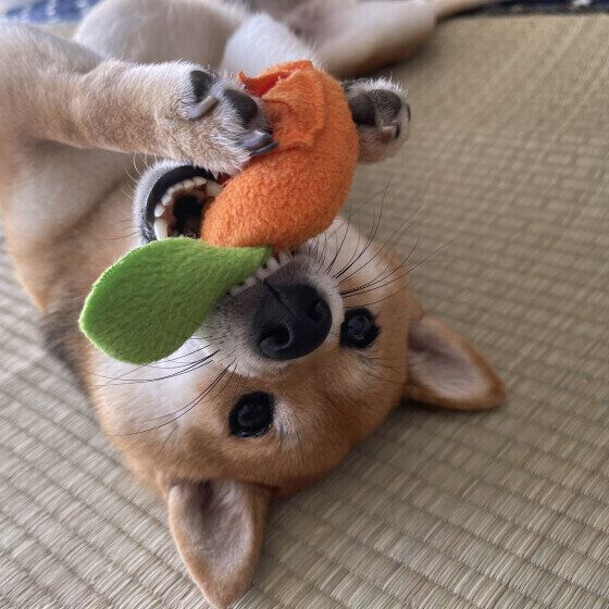 おもちゃで遊ぶ柴犬