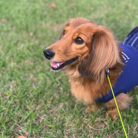 散歩中のカニーンヘン・ダックスフンド