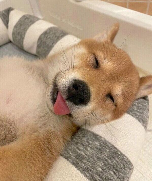 舌を出して爆睡するもみじちゃん