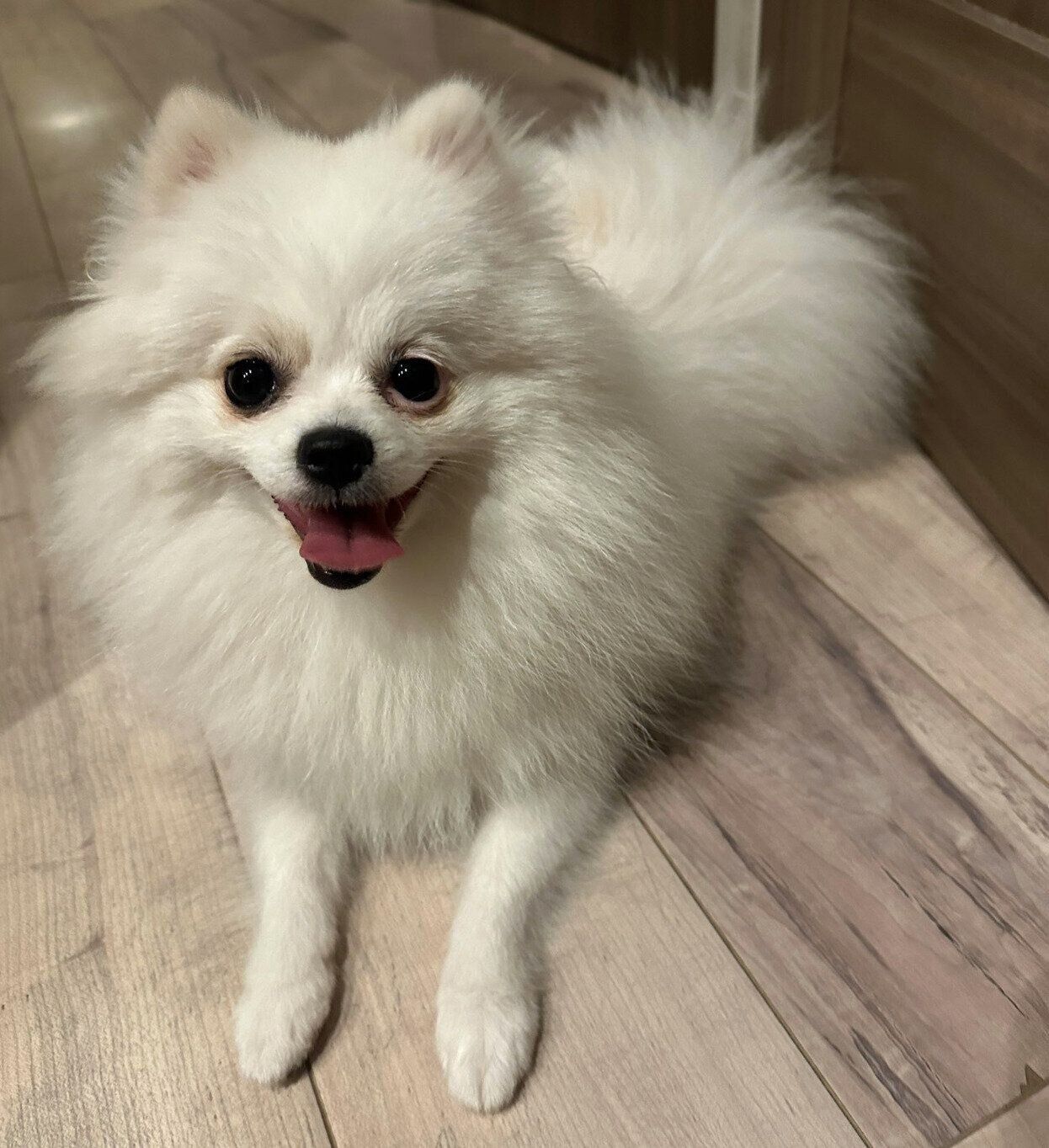 笑顔が可愛いこっぺちゃん