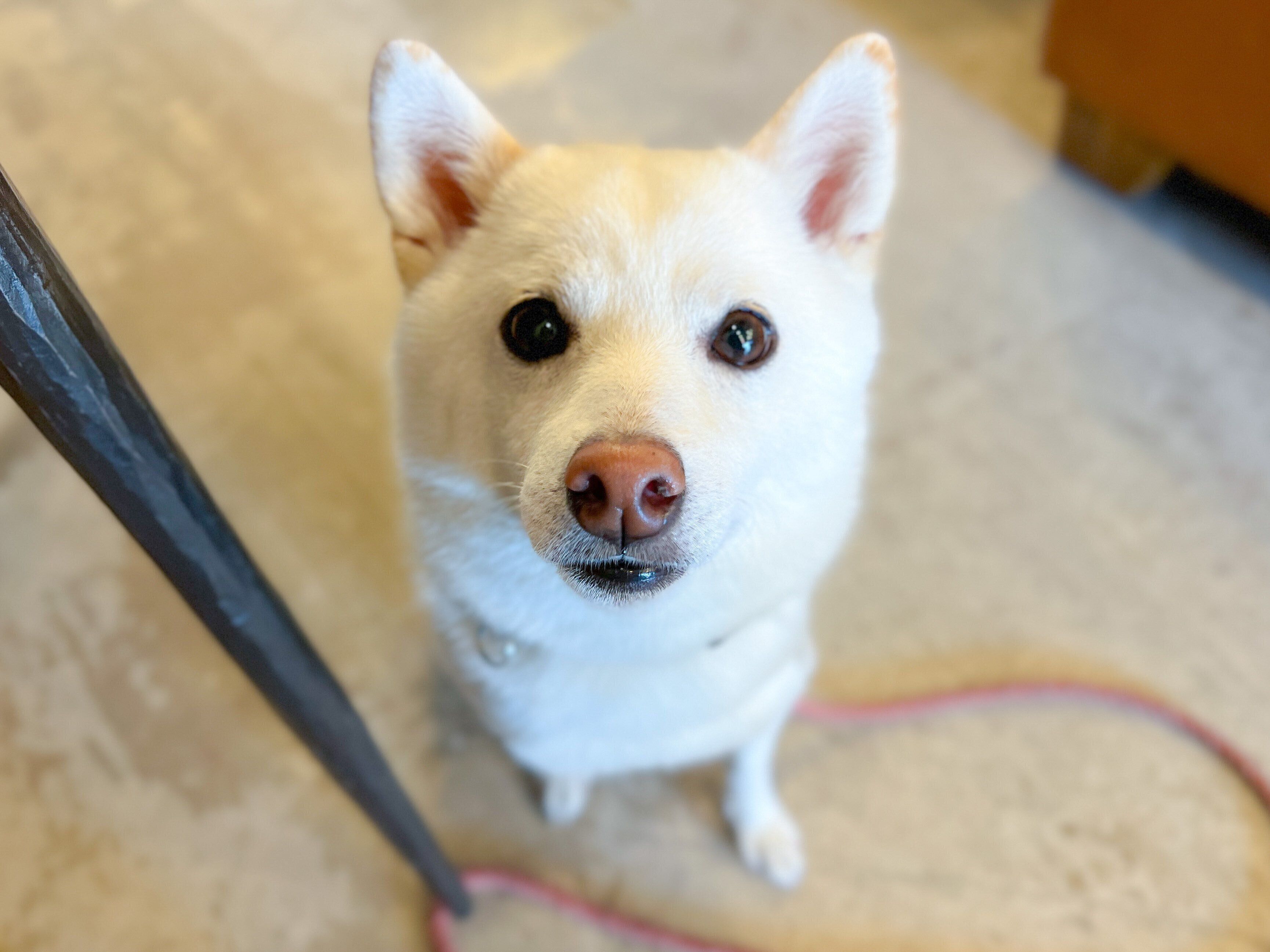 見つめるほあちゃん