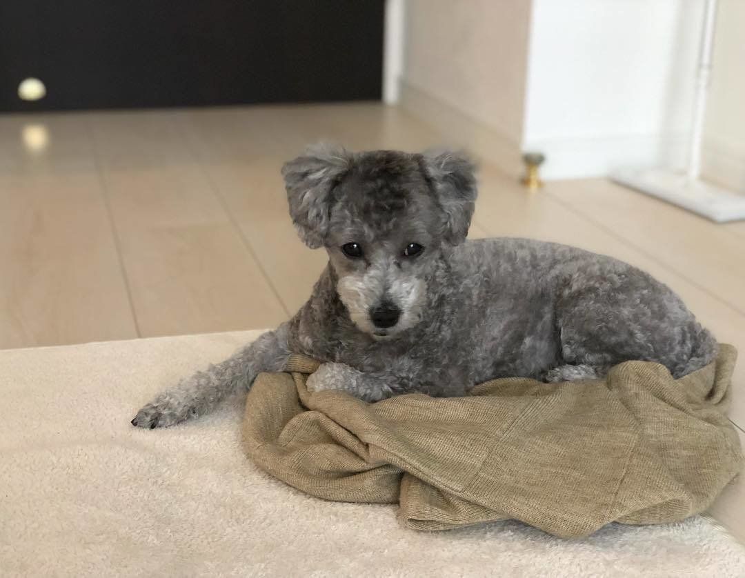 トイ・プードルの凛ちゃん