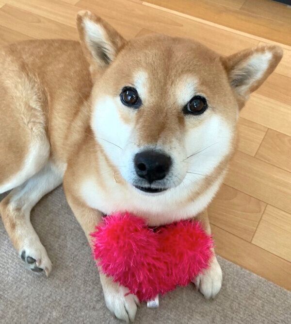 見つめるすずちゃん